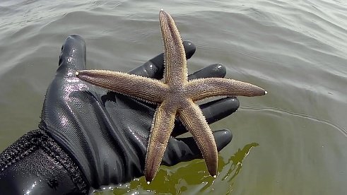 豊前海で獲れたヒトデ